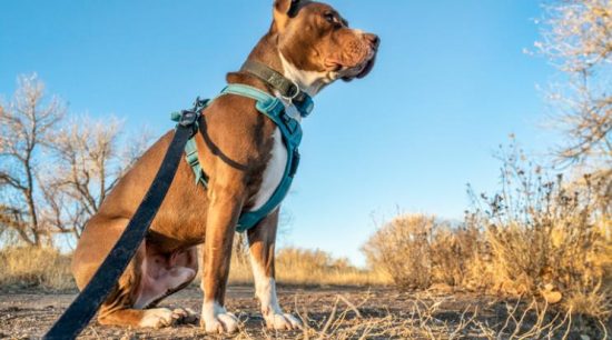 Dog harness