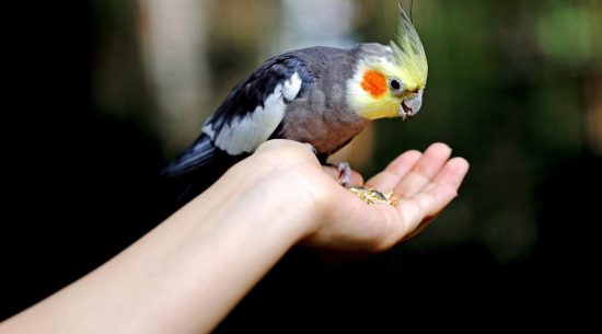 Eight Types of Medicine For Your Bird