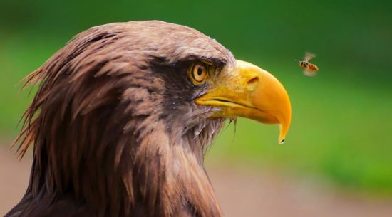 What are interesting facts on Eagle