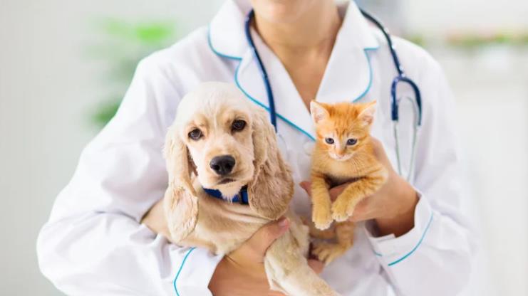 The Importance of Regular Vet Checkups for Your Pet’s Health