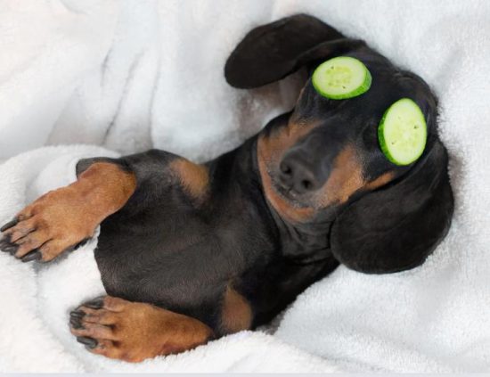 Are cucumbers beneficial to dogs?