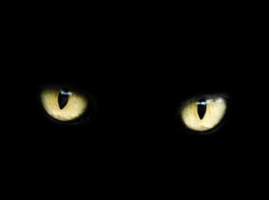 Can Cats See in the Dark
