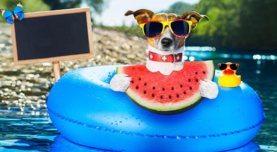 Can Dogs Eat Watermelon