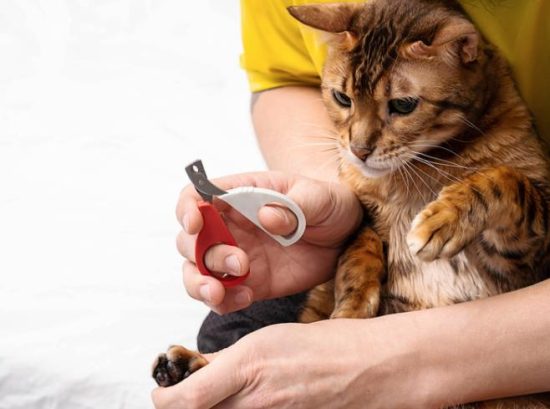 Caring for a Polydactyl Cat