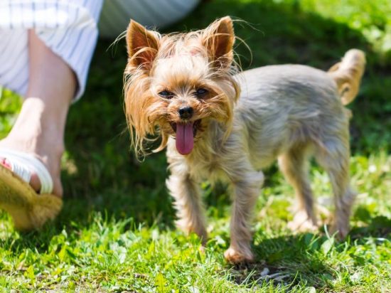 Common Causes of Excessive Panting in Dogs