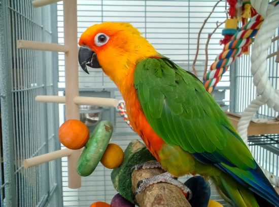 Creating a Stimulating Habitat for Parrots