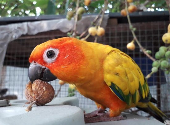 Dietary Needs of Parrots: Feeding Your Bird for a Long Life