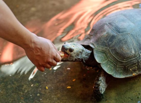 Dietary Needs of Turtles and Tortoises