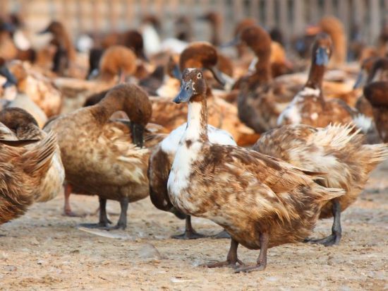 Duck Breeds and Lifespan Differences