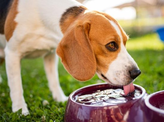 Ensuring Hydration: A Key Factor in Canine Digestive Health