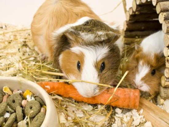 Guinea Pig Diet and Nutrition