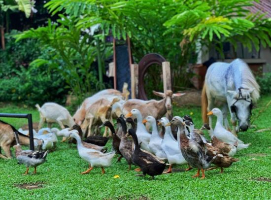 How Domestication Extends a Duck's Life