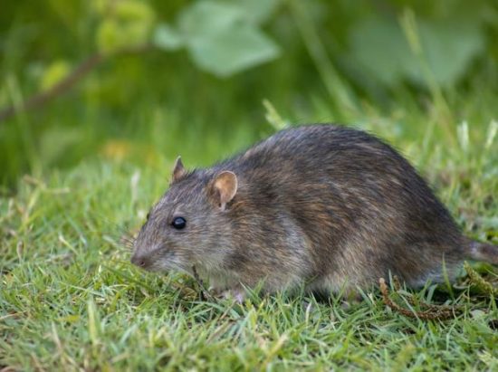 How Long Do Rats Live in the Wild
