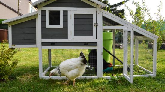How To Discover Intensive Data On Hen Coop Plans And Elevating Chickens