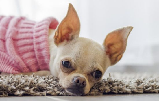 How long do chihuahuas live