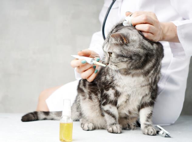How to Check for Ear Mites in Cats