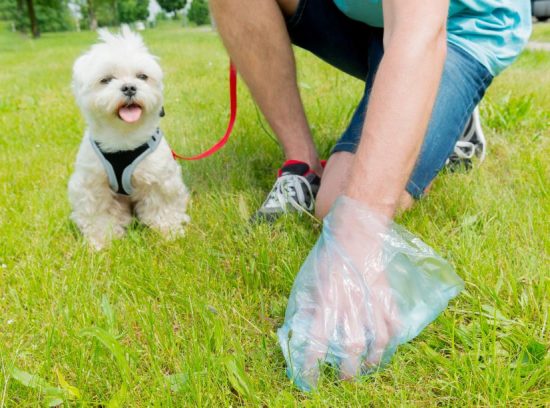 How to Stop Dogs from Eating Poop: Home Remedy Approaches