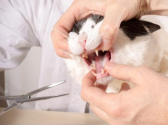 Importance of Feline Dental Care