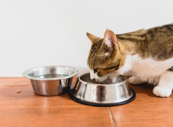 Importance of Understanding a Cat's Eating Habits