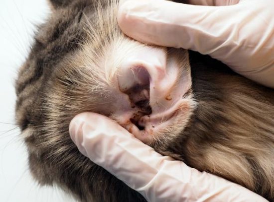 Introduction to Ear Mites in Cats