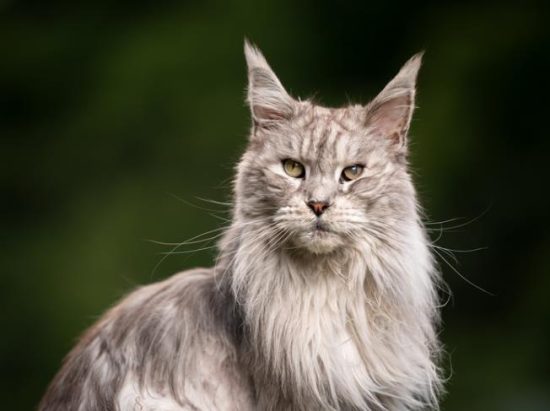 Introduction to Maine Coon Cats