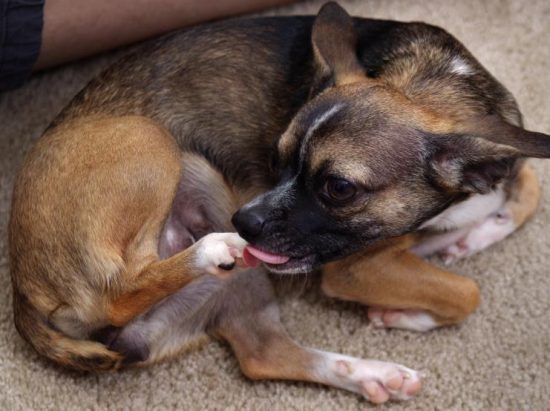 Introduction to Paw Licking Behavior