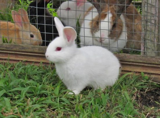 Introduction to Rabbit Lifespan