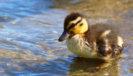 Life Challenges for Wild Ducklings