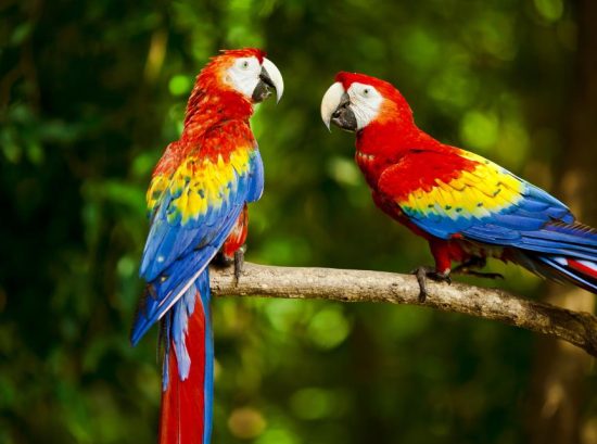 Macaws: The Larger-Than-Life Long-Livers