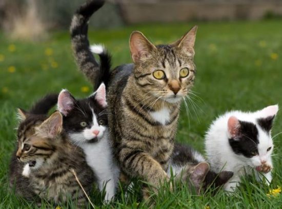 Mother-to-Kitten Transmission
