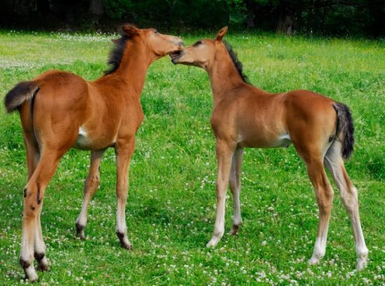 Newborn and Weanling Stages