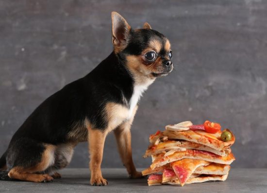 Nutrition's Role in Extending Chihuahua Lifespan