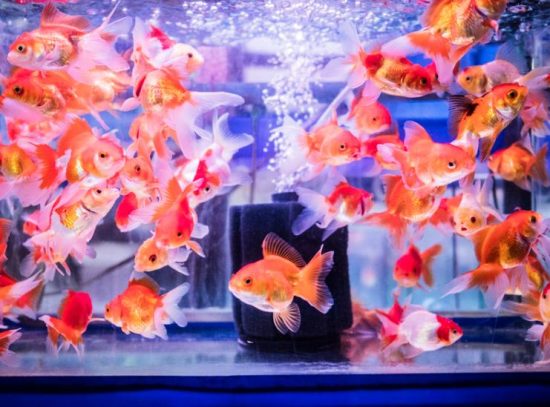 Nutrition's Role in Goldfish Longevity