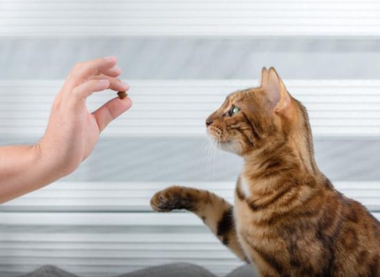 Operant Conditioning for Cat Training