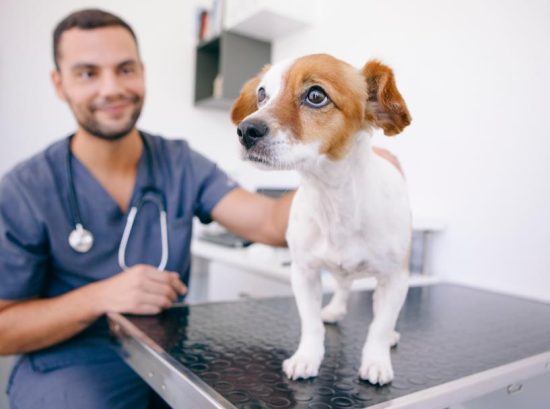 Panting as a Symptom When to Seek Veterinary Advice