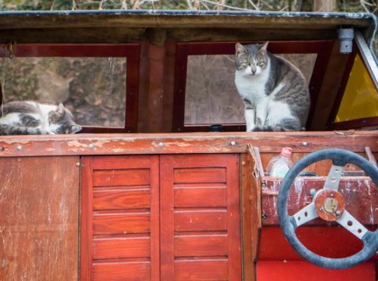 Ship Cats and Seafaring Traditions