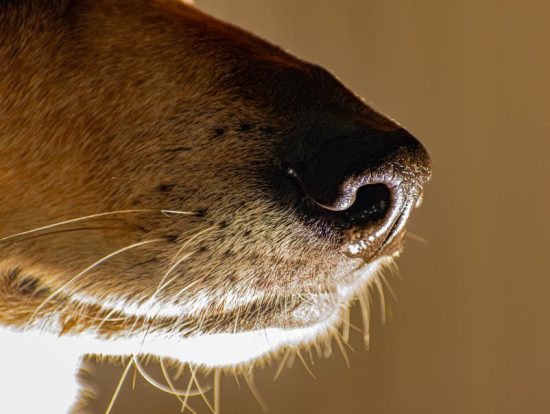 The Anatomical Structure of Whiskers in Dogs