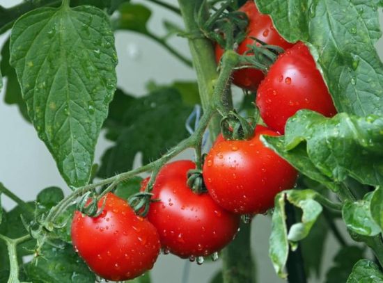 The Dangers of Solanine and Tomatine in Tomatoes