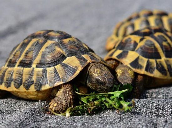 The Fascinating World of Turtles and Their Lifespan