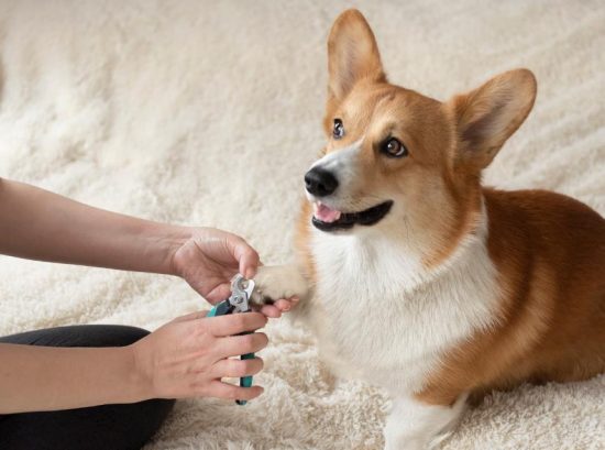 The Importance of Regular Nail Trims for Your Dog