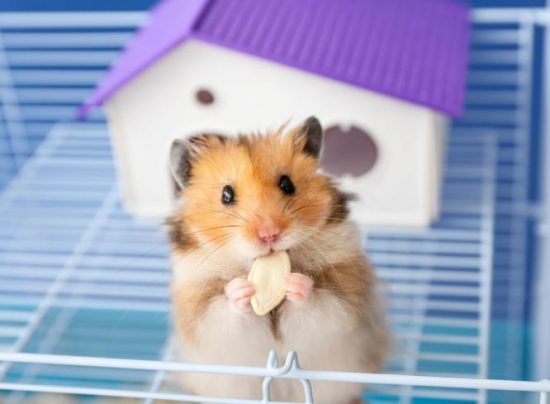 The Many Breeds of Pet Hamsters and Their Lifespans