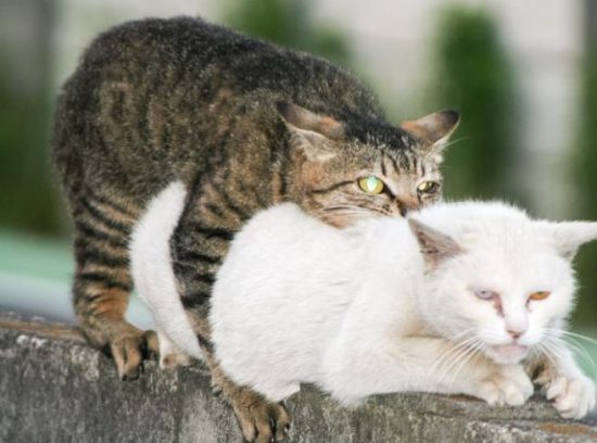 The Mating Process for Cats