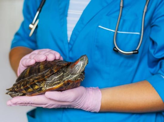 The Role of Care in Turtle Longevity