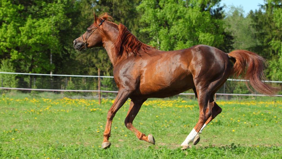 The Spanish Pure Bred Horse