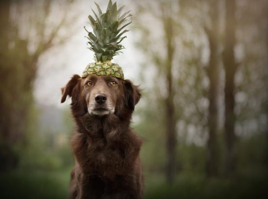 The Sweet Debate Over Dogs and Pineapples