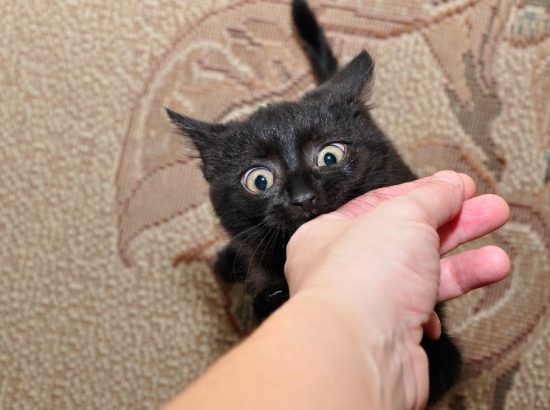 Training Your Cat to Stop Biting