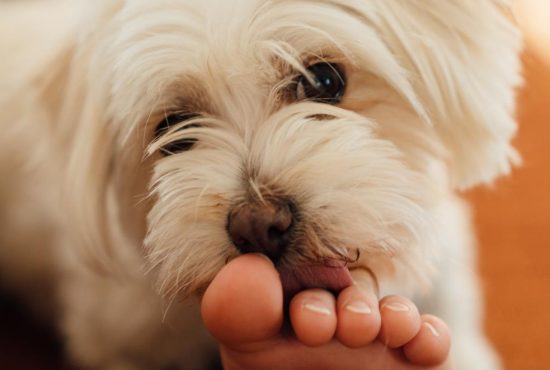 Understanding Canine Behavior and Foot-Licking Tendencies
