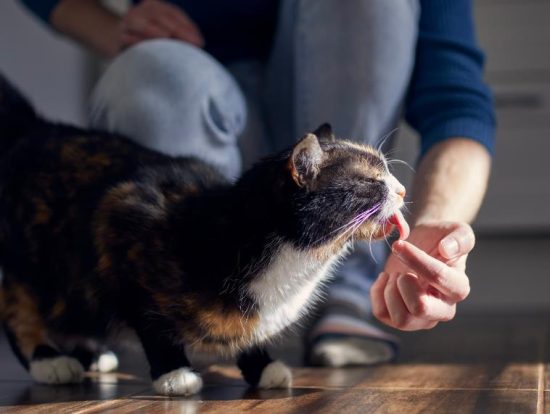 Understanding Cat Licking Behavior
