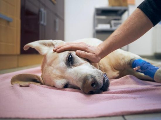 Understanding Dog Seizures