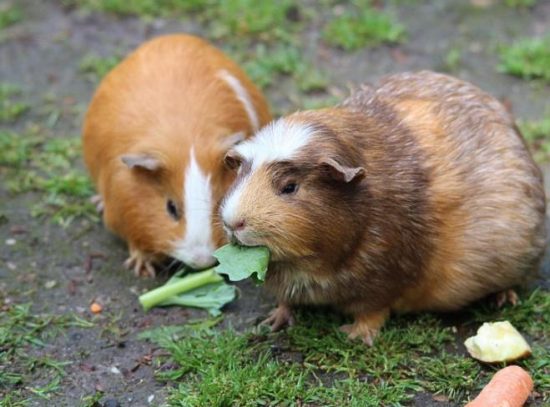 Understanding Guinea Pig Lifespan